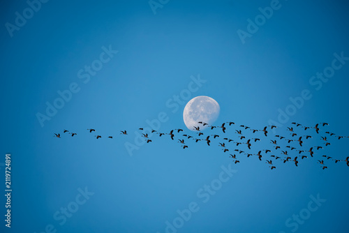 Panoramic view of a flock of migrating storks