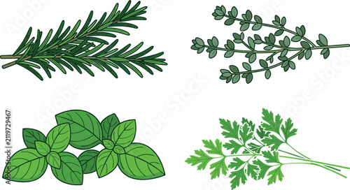 Fresh Culinary Herbs Botanical Collection Featuring Rosemary, Thyme, Basil, and Parsley Sprigs Flat Vector Illustration Set for Cooking Concepts
