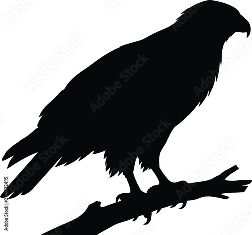 Raven Silhouette Vector Illustration
Black Bird Logo | SVG Clipart | Wildlife Graphic Design