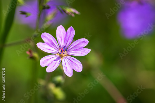 Purple Wildflower Macro with Green Bokeh Background