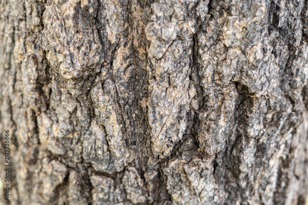 Fototapeta premium Trunk and bark of Tabebuia aurea, Caribbean trumpet tree, silver trumpet tree, and tree of gold. Family Bignoniaceae. Waimea, Kauai County, Hawaii. 
