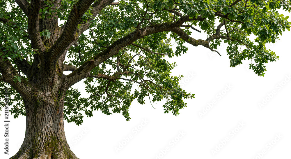 Fototapeta premium foreground big tree on a transparent background