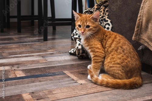 Kleine Katze vor dem Sofa