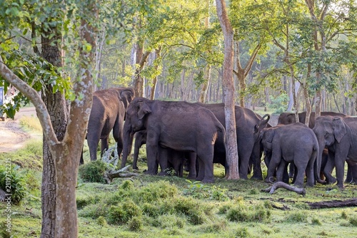 Photography Herd of wild Asian elephants in lush forest