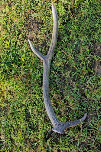 Shed deer antler lying on green grass