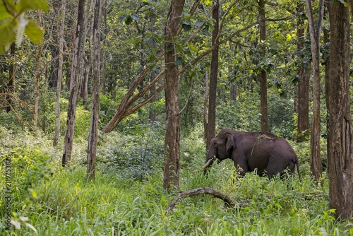 Wild Asian elephant walking through a lush green tropical forest
