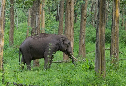 Wild male Asian elephant with tusks in a lush green forest