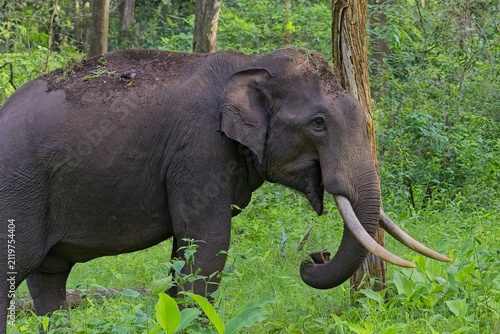 Wild tusker elephant standing in green jungle habitat