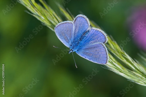 Photography A male Common blue butterfly sitting on grass blade