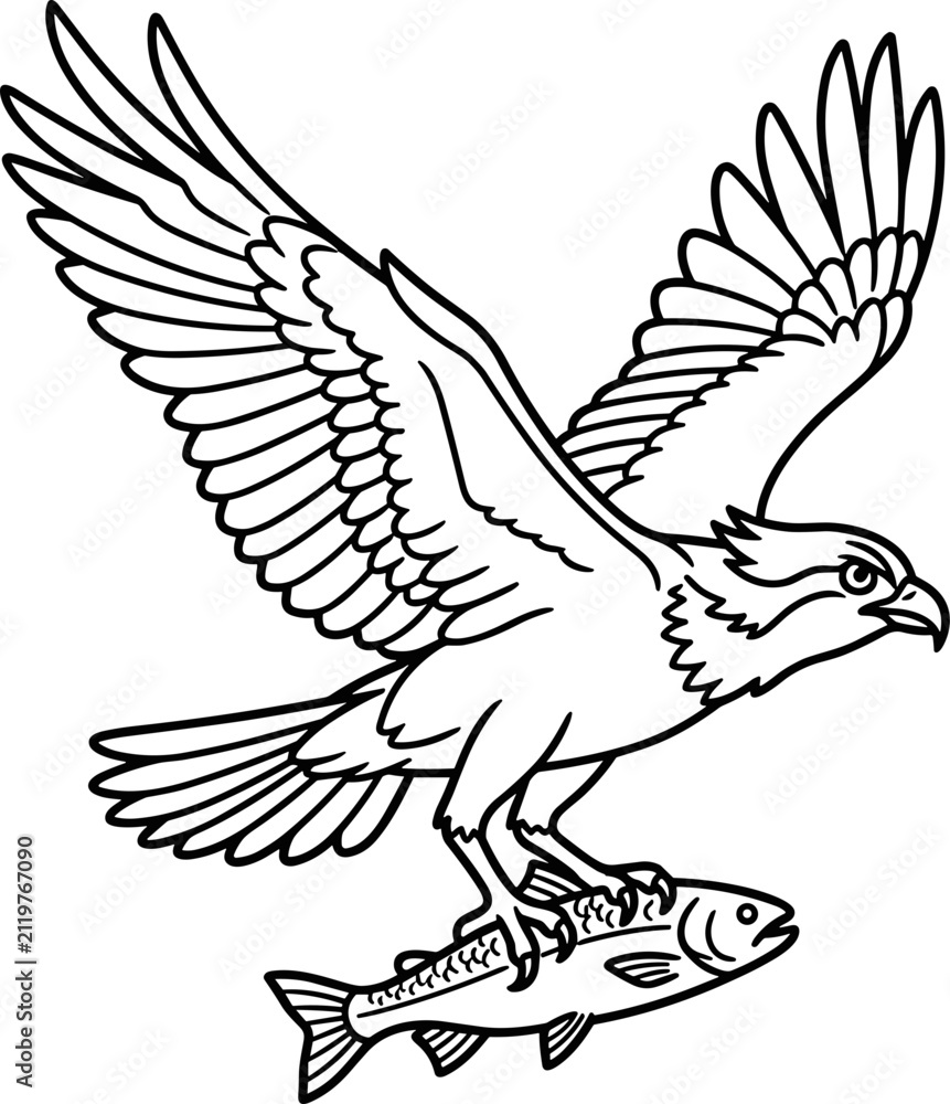Fototapeta premium Black and white line art illustration of an osprey bird catching a fish.