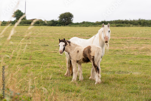 Obraz na płótnie Gypsy vanner mare and foal standing in meadow