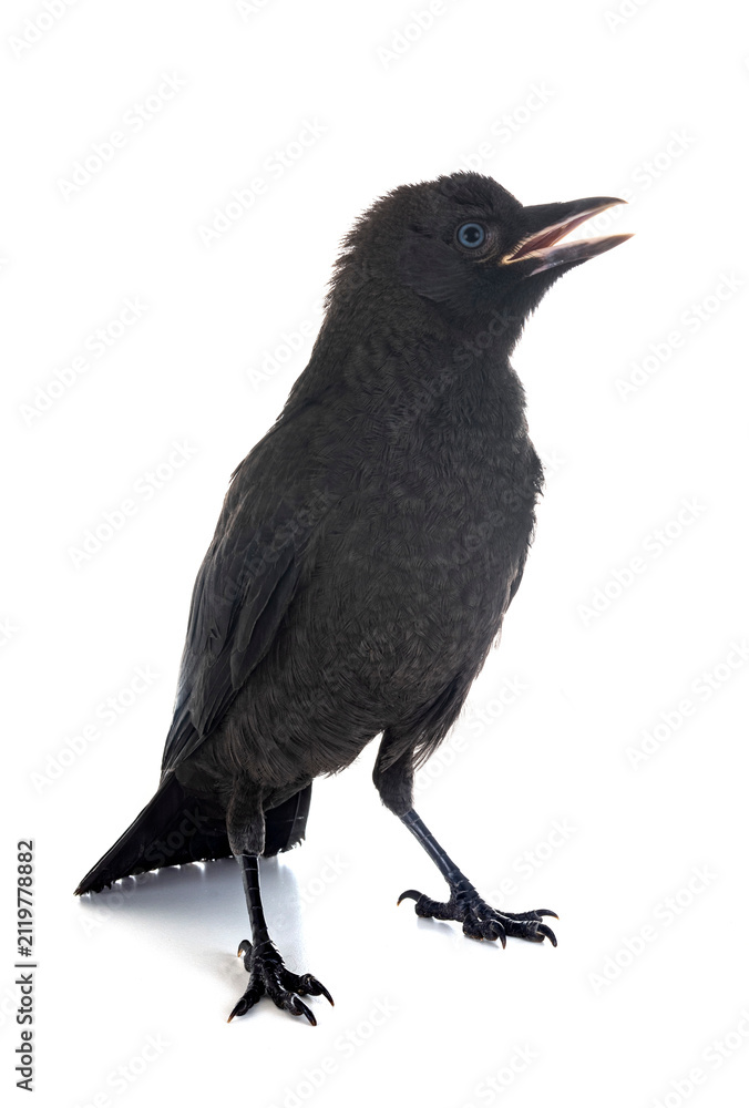 Obraz premium jackdaw in studio