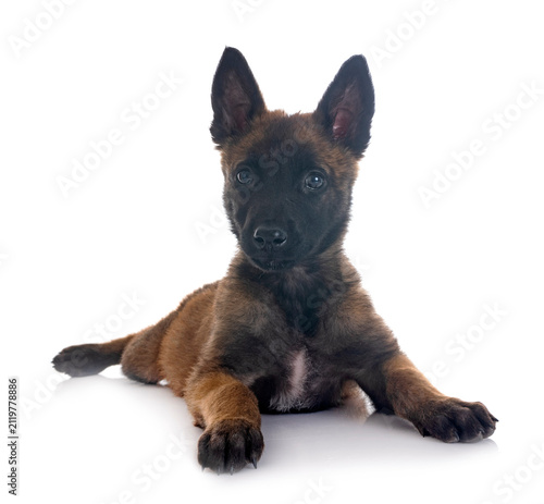 Bild auf Leinwand puppy belgian shepherd