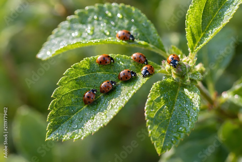 Ladybugs on Dew Covered Green Leaf for Natural Pest Control and Organic Gardening