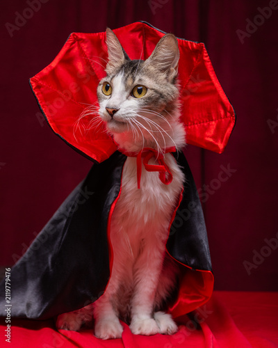 Confident Tabby Cat with White Chest Wearing Vampire Cape on Red Curtain Background