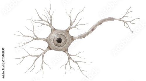 Human neuron cell with nucleus and dendrites isolated on a transparent background