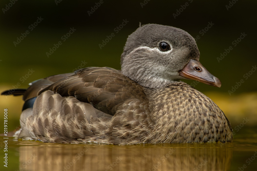 Fototapeta premium The beautiful female Mandarin Duck