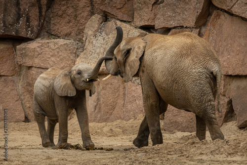 Elephants playing with their trunks