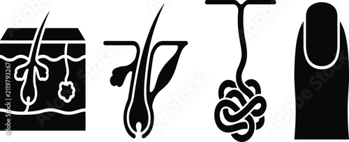 Foto Human integumentary system anatomy black silhouette icon set for medical and der