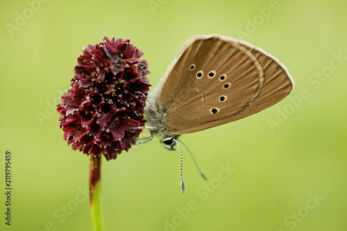Dusky large blue Phengaris nausithous maculinea nausithous butterflies butterfly Lepidoptera Lycaenidae gossamer winged brown wings eyespots ocelli antennae Sanguisorba officinalis great burnet egg