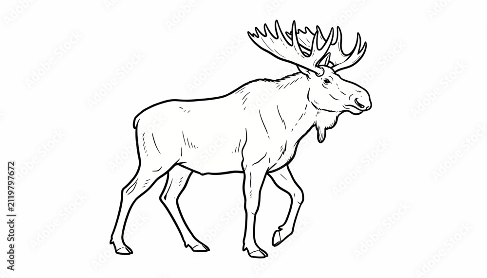 Obraz premium Hand drawn moose illustration, vintage elk line art vector, majestic bull moose with large antlers, wild forest animal sketch for hunting and nature logos