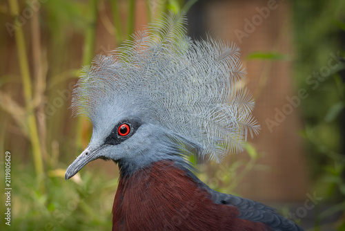 Western crowned pigeon Goura cristata