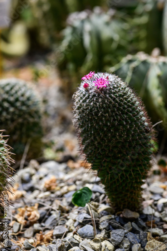 Cactus with pink flowers in a botanical garden 
