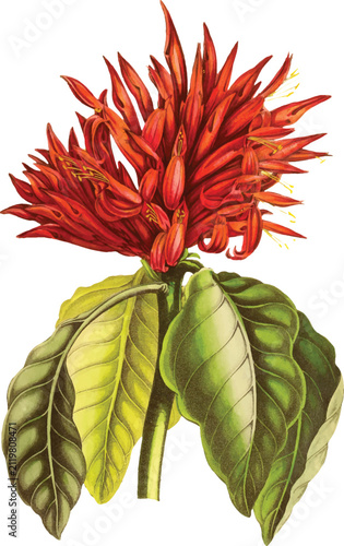 Red Tropical Flower with Green Leaves Botanical Illustration