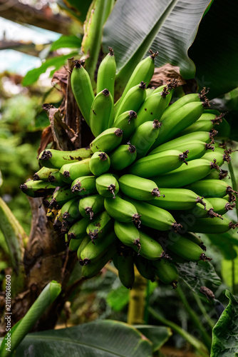 Bunch of green bananas on a tree in a tropical rainforest