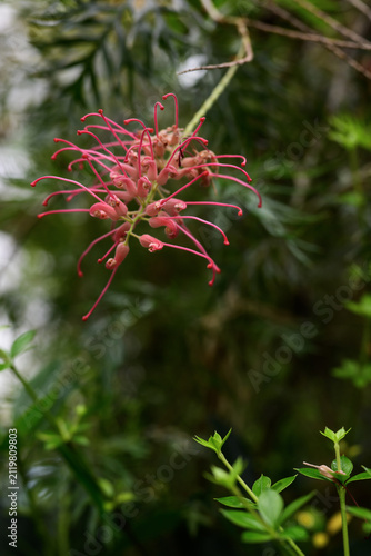 Grevillea is blooming in the garden
