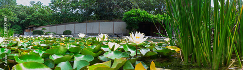 White water lilies bloom among dense lily pads in a tranquil garden pond bordered by tall reeds and lush greenery, evoking calm, reflection and natural serenity in a landscaped outdoor setting.