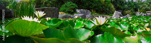 A tranquil garden pond filled with green lily pads and white water lilies, framed by rocks and lush foliage. Bright summer light highlights the serene, peaceful atmosphere and natural textures.