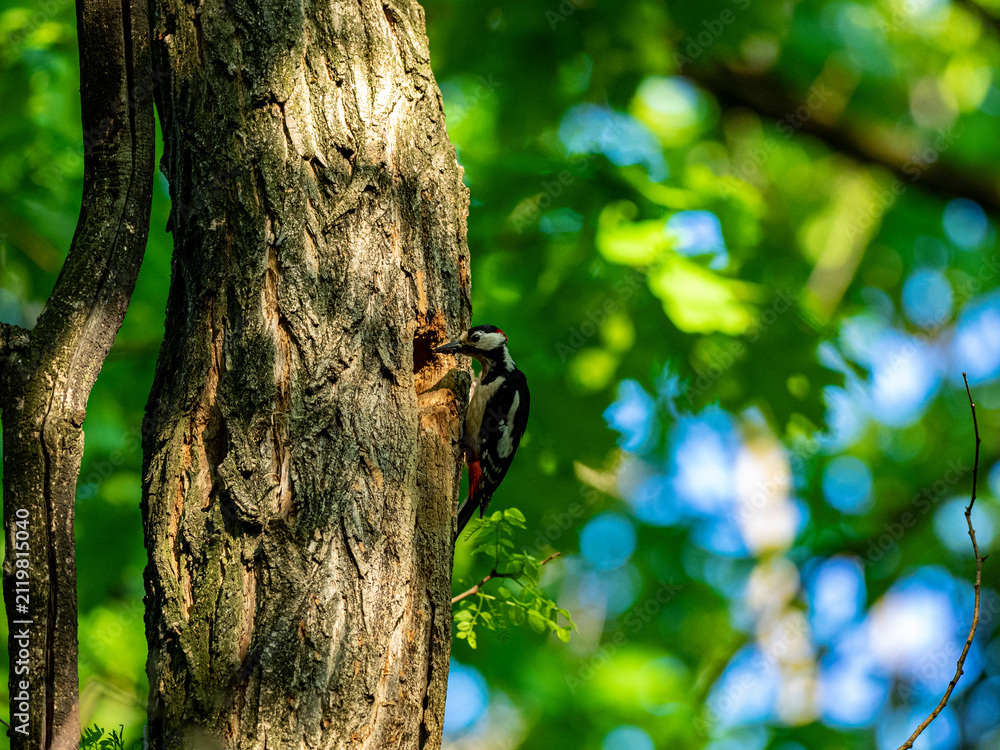 Fototapeta premium Great spotted woodpecker climbing a tree trunk in a green forest
