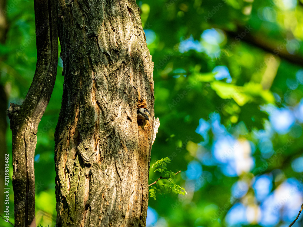 Fototapeta premium Great spotted woodpecker climbing a tree trunk in a green forest