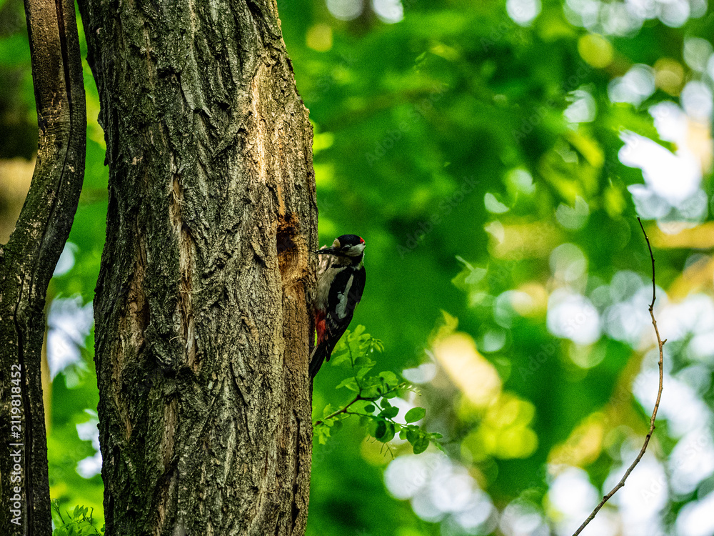 Obraz premium Great spotted woodpecker climbing a tree trunk in a green forest