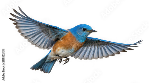 Eastern bluebird in flight with wings spread wide isolated on transparent background