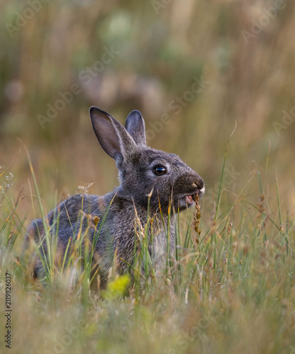 wild rabbit in the grass