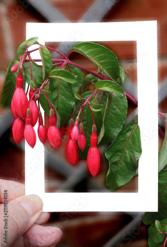Fuchsia flowers framed in white in closeup