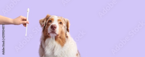 Fotografie Australian shepherd dog looking up at a hand holding a pet toothbrush, dental hy