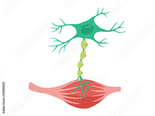 Fotografie Normal Motor Nerve and Muscle Cell
