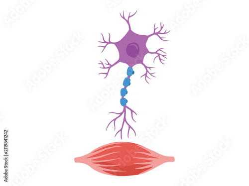 Canvastavla Normal Motor Nerve and Muscle Cell