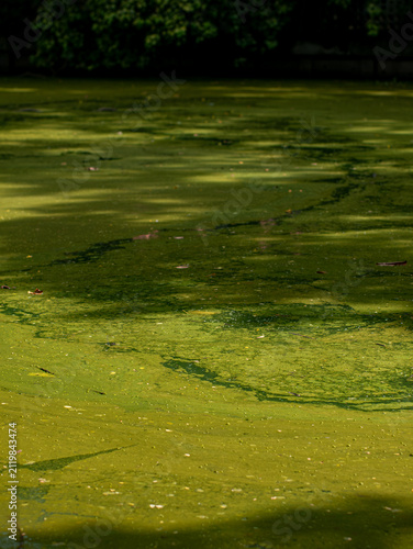 Green Algae Covered Pond Water Surface with Floating Leaves Texture