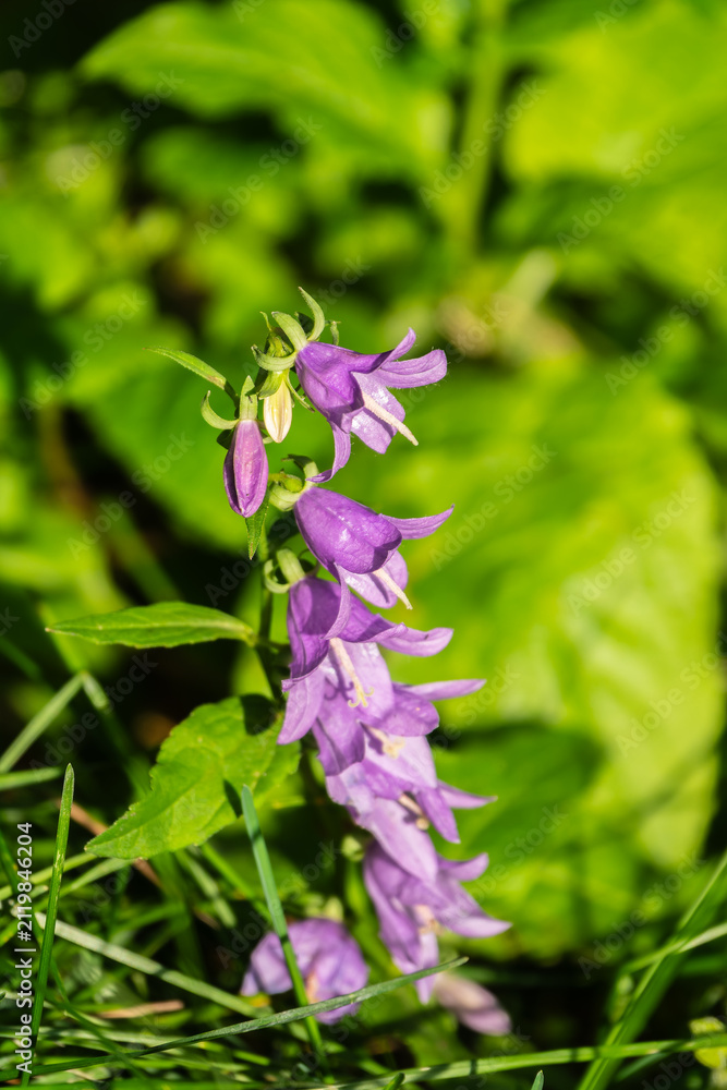 Fototapeta premium Campanula rapunculoides, creeping bellflower, or rampion bellflower