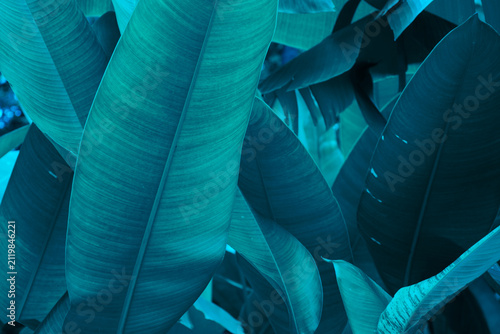 Abstract turquoise blue tropical leaves background texture