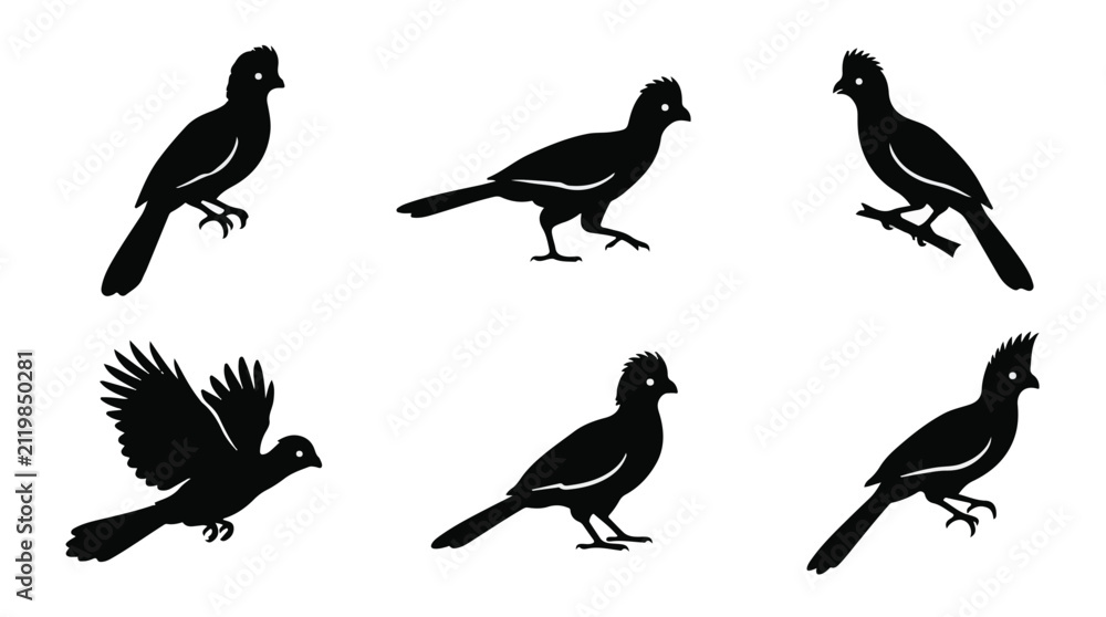 Fototapeta premium A set of six turaco bird in various poses silhouette vector icon illustrations on a white background 