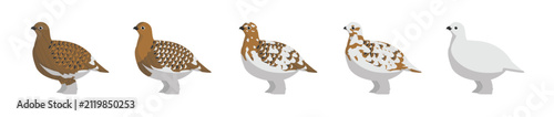 Fotografía Willow Ptarmigan Plumages Vector Illustration