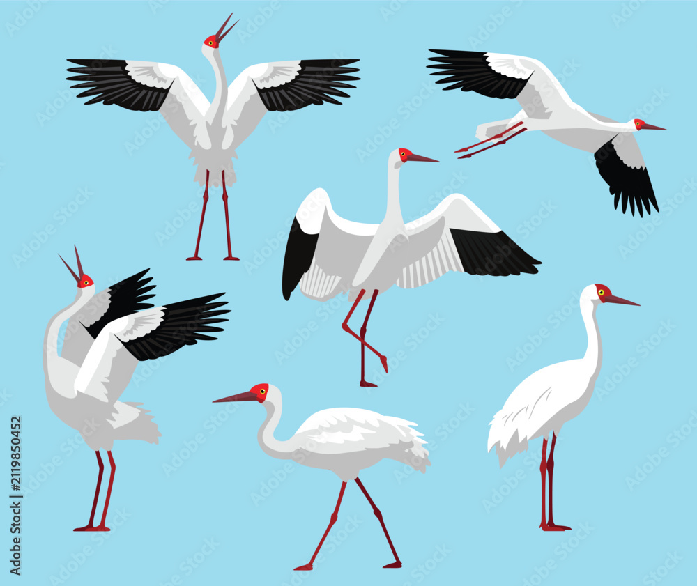 Obraz premium Siberian Crane Bird Various Poses Flying Walking Vector Character