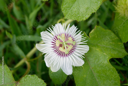 Stinking Passion Flower (Passiflora foetida) blooms amidst green foliage.