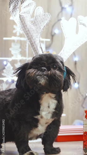 Christmas spirit dog posing