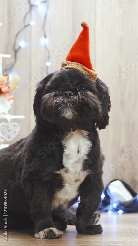 Getting a small black puppy for Christmas gift
